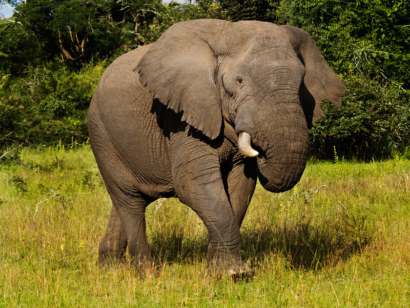 Safair en Ruanda: Elefante en Akagera parque