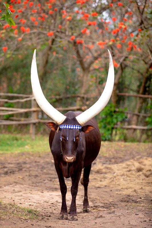 Inyambo: una raza de vacas ruandés